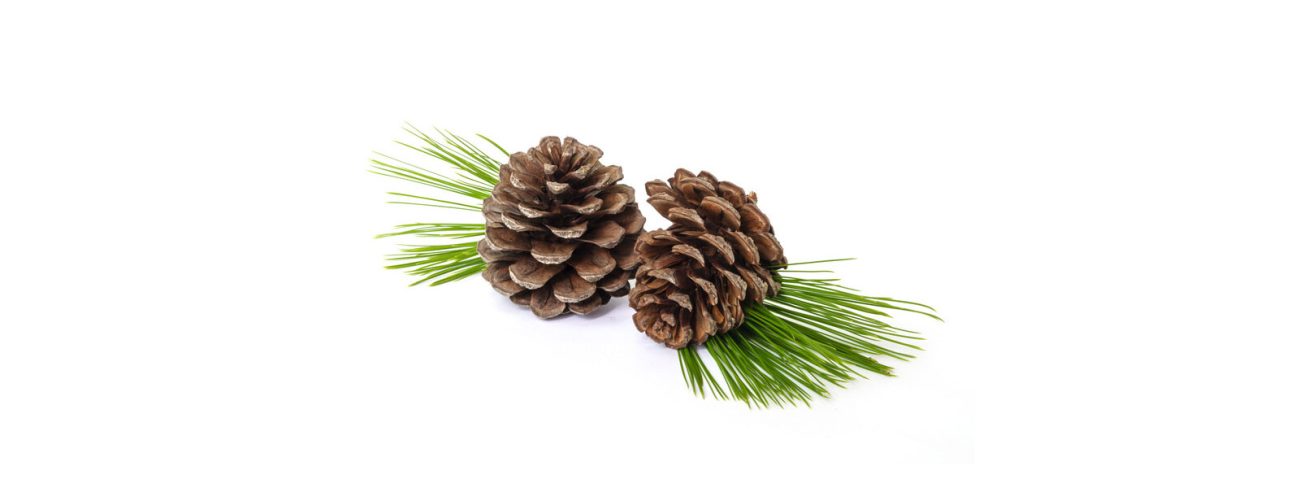 Pinecones